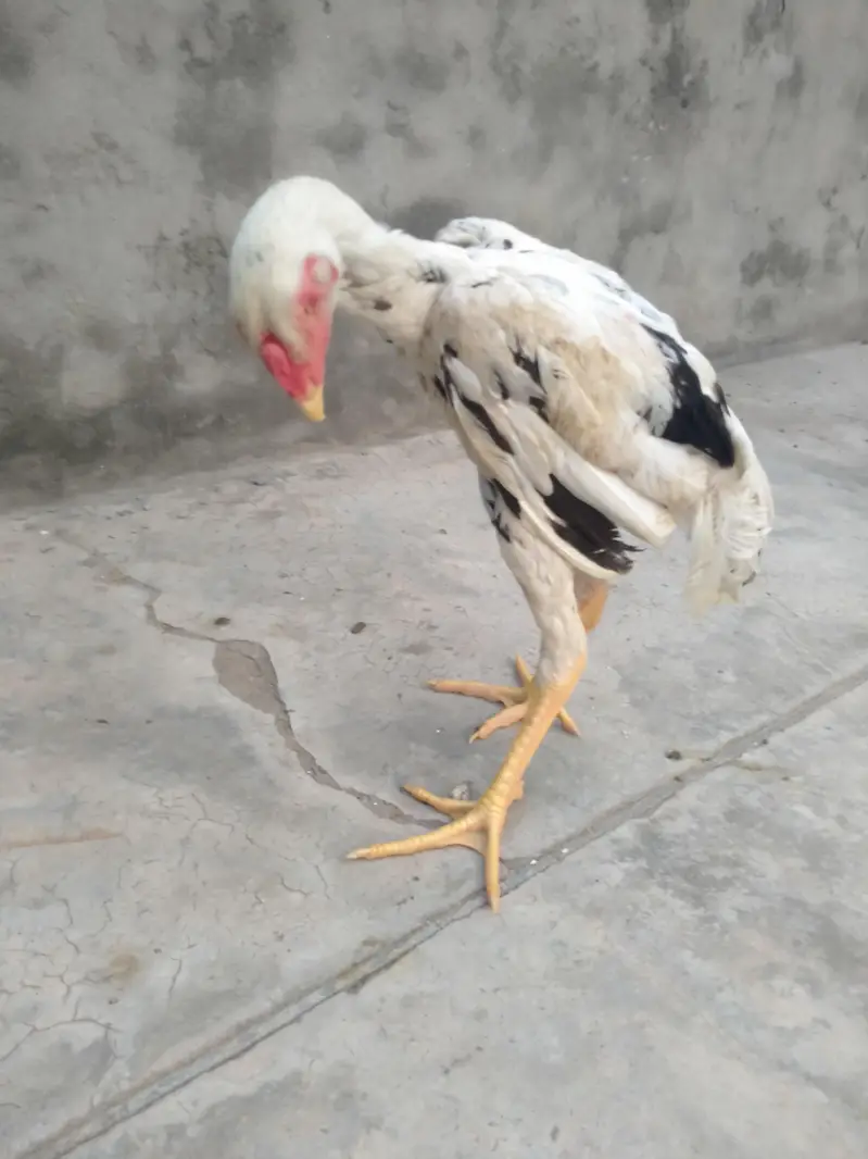 aseel patha for sale — photo 4