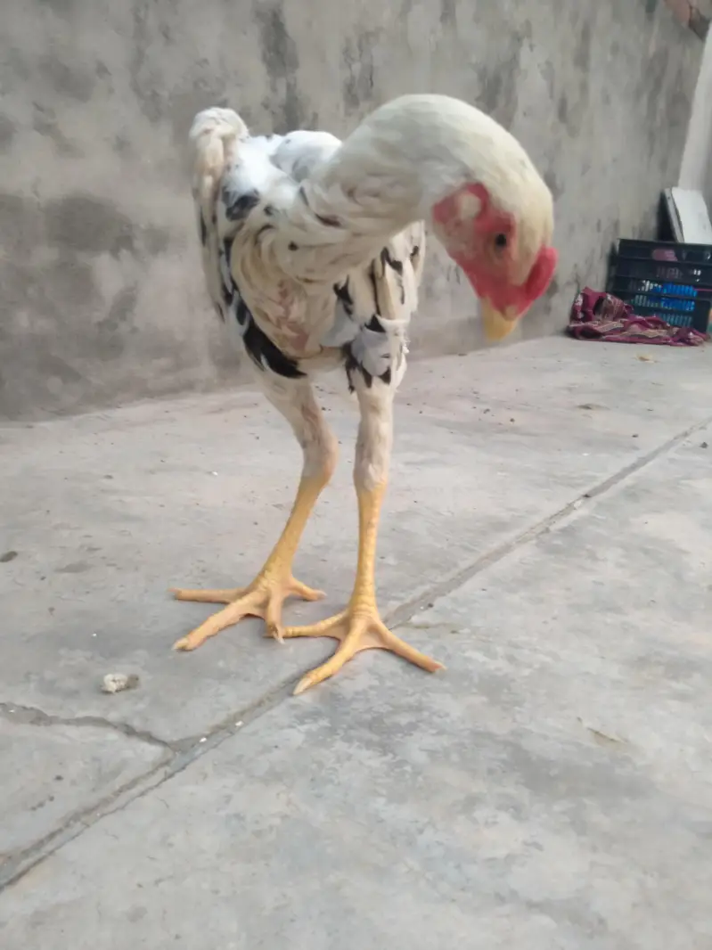 aseel patha for sale — photo 5