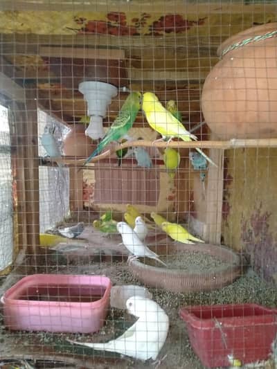 Beautiful Budgies Breeding Pairs for Sale – Cages Availab