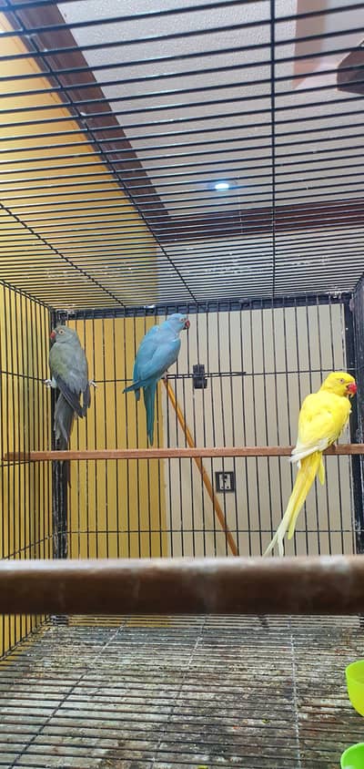 Ringneck breeder Females