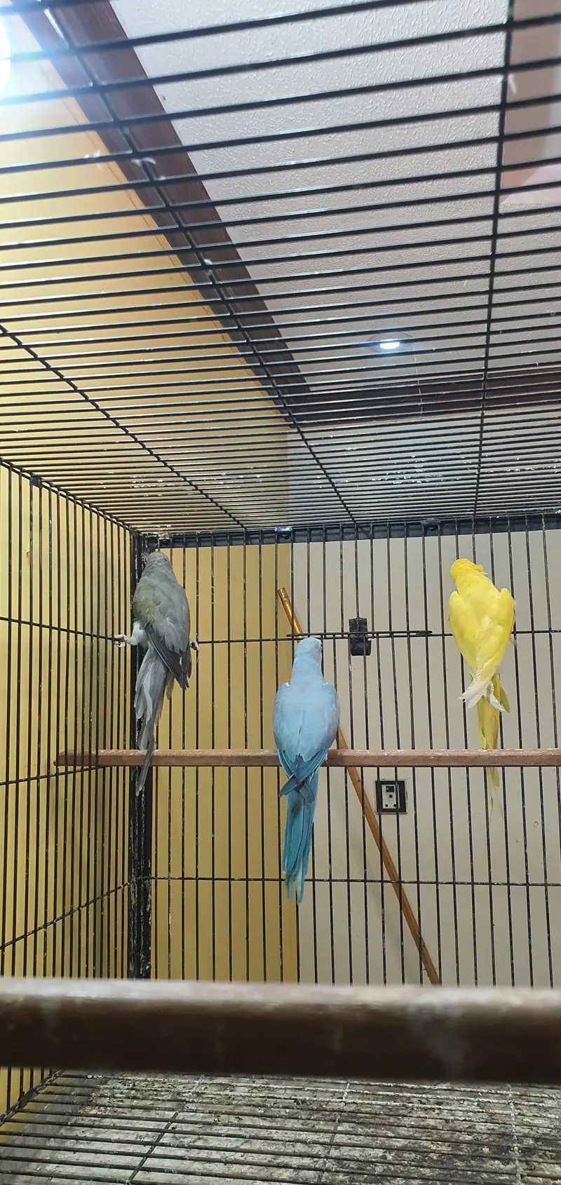 Ringneck breeder Females — photo 4