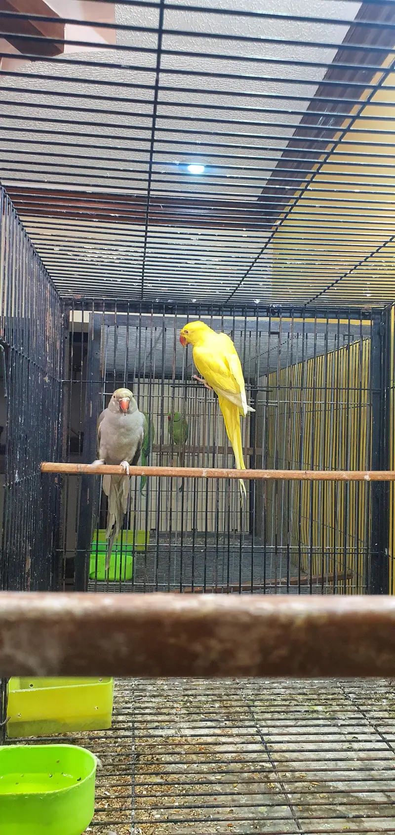 Ringneck breeder Females — photo 5