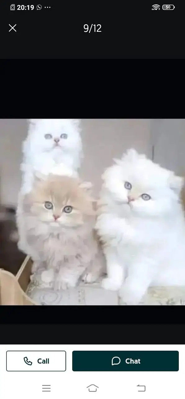Persian cat for sale male or female326=30=12=904=my WhatsApp — photo 3