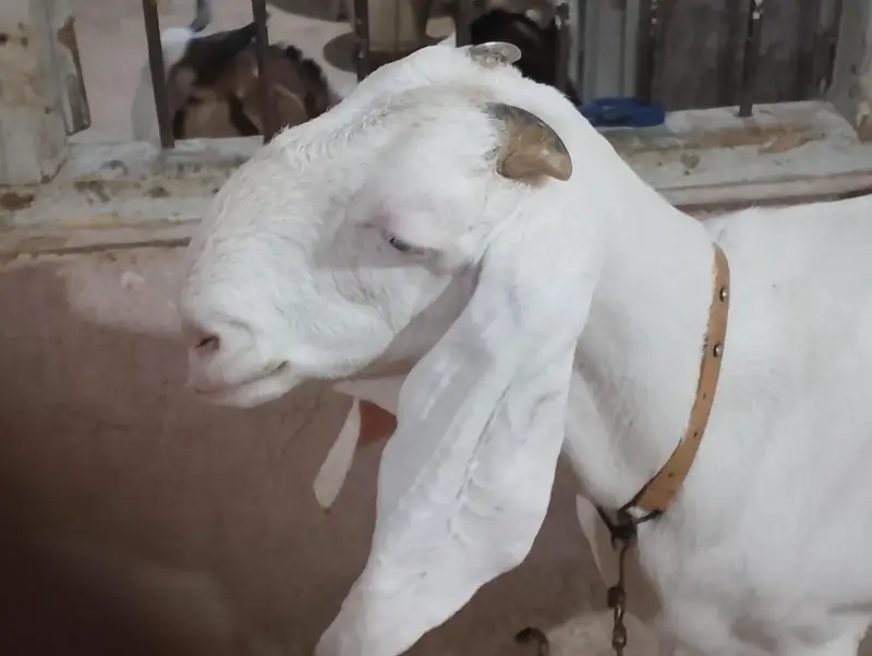 Gulabi Rajanpuri Bakri — photo 2