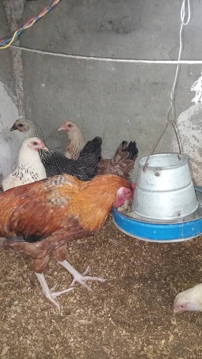 Golden misri pathi (1 male 4 female)