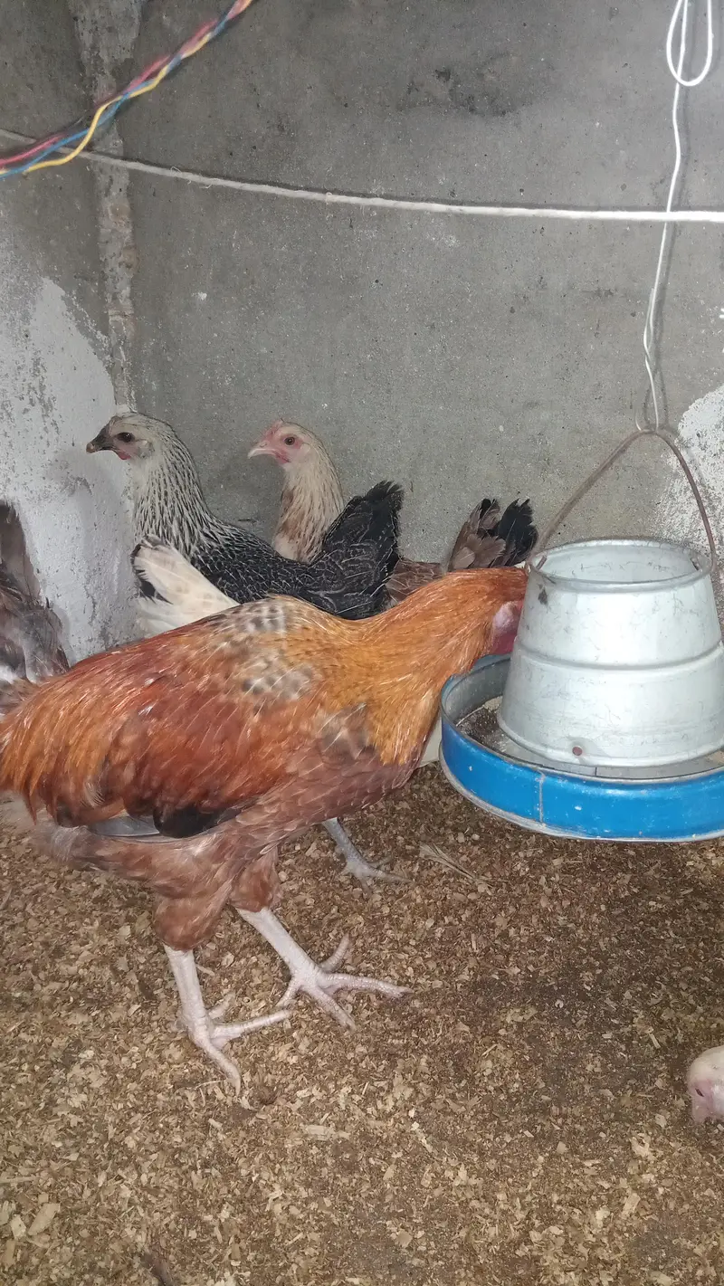 Golden misri pathi (1 male 4 female) — photo 2
