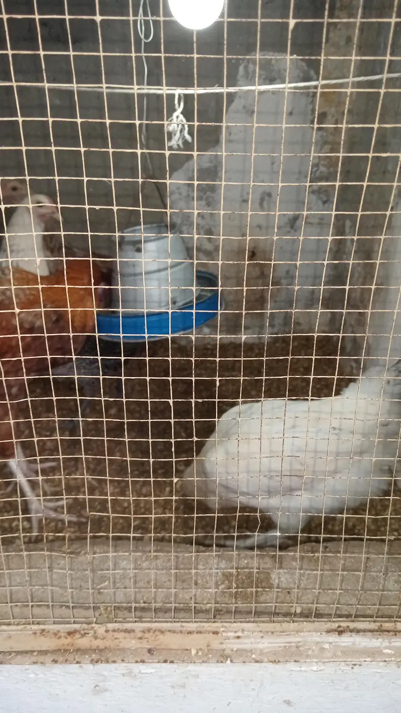 Golden misri pathi (1 male 4 female) — photo 3