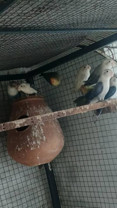love 4 breeder pair for sale