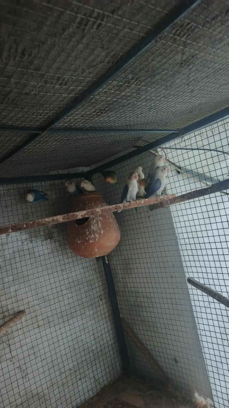 love 4 breeder pair for sale — photo 8