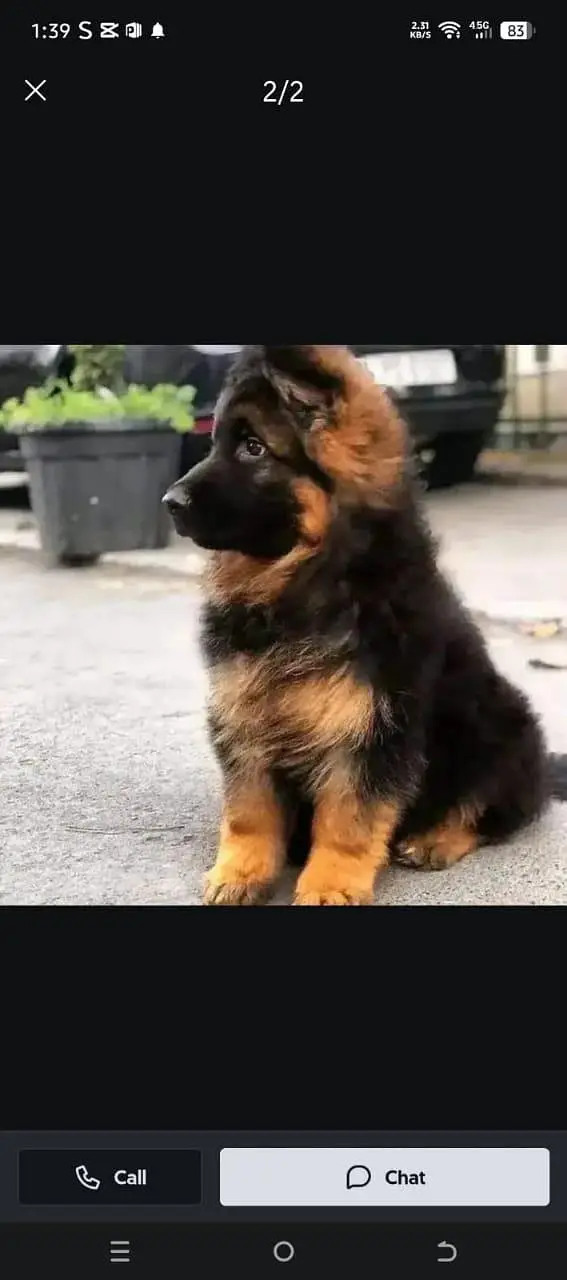 German Shepherd dog for sale my WhatsApp number326=30=12=904= — photo 2