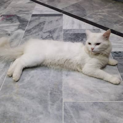 Persian cat (male) for sale
