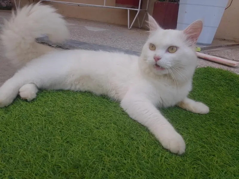 Persian cat (male) for sale — photo 2