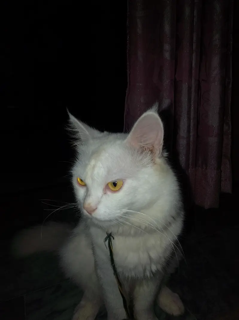 Persian cat (male) for sale — photo 3