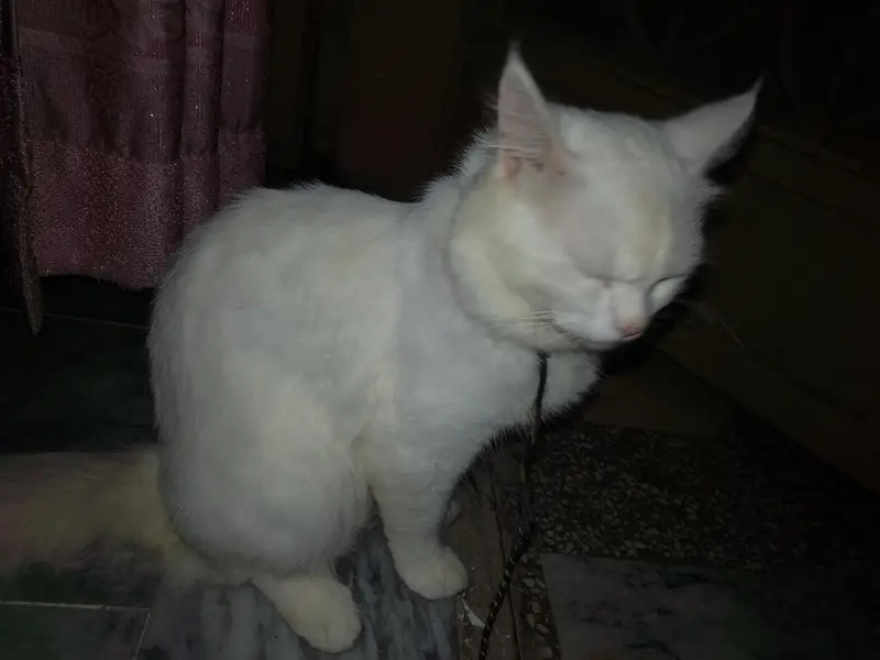 Persian cat (male) for sale — photo 4