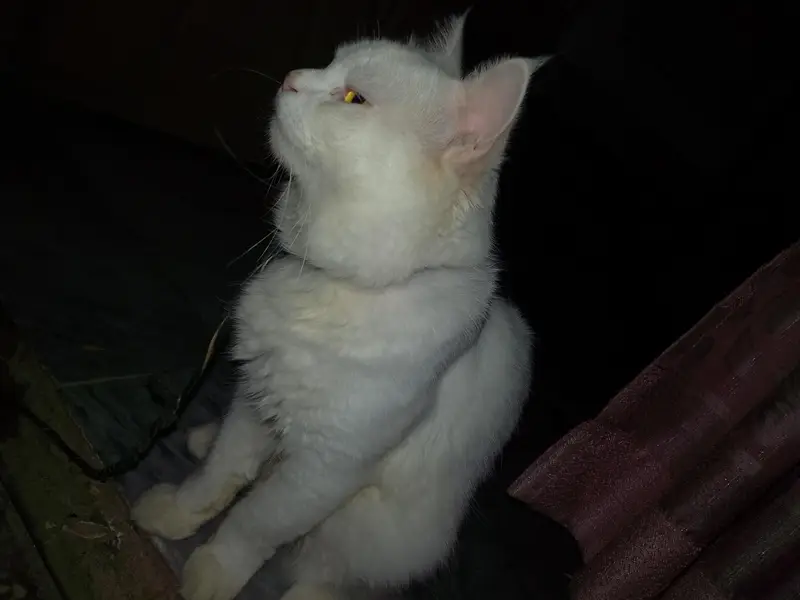 Persian cat (male) for sale — photo 5