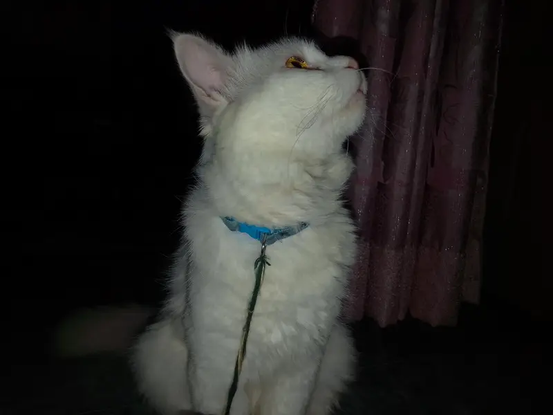Persian cat (male) for sale — photo 6
