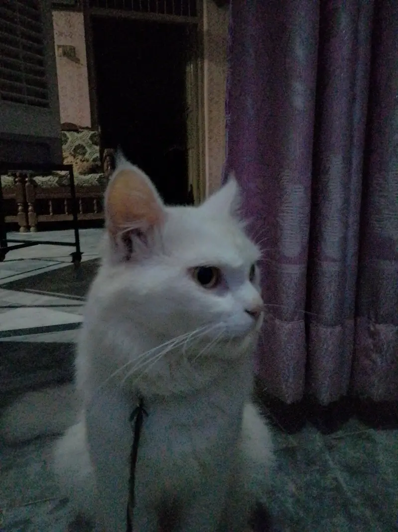 Persian cat (male) for sale — photo 7