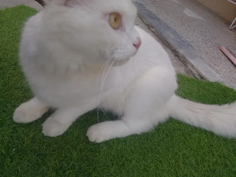 Persian cat (male) for sale — photo 8
