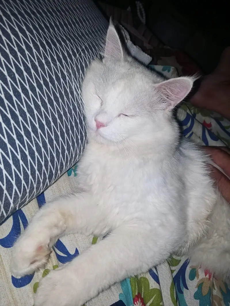 Persian cat (male) for sale — photo 9