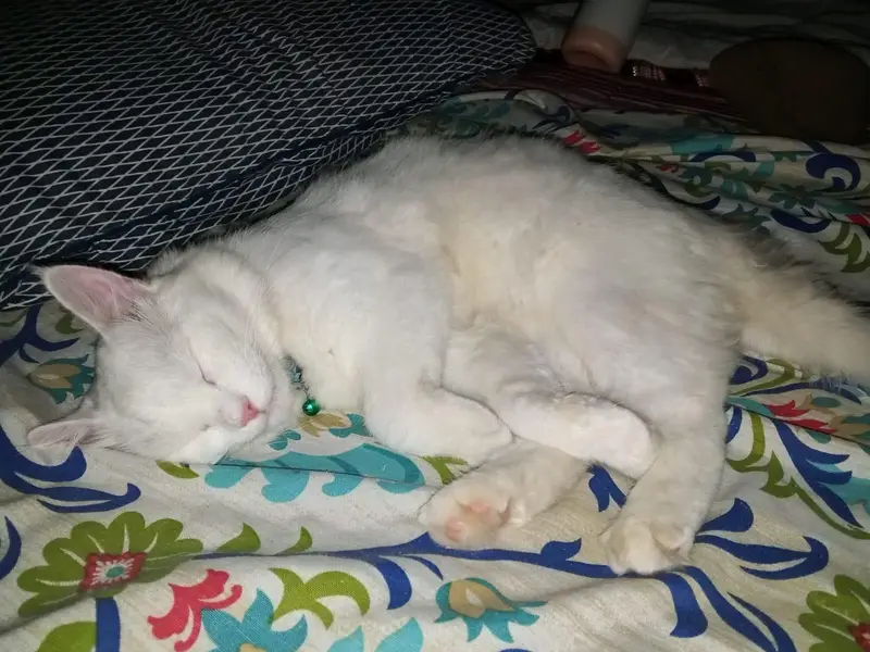 Persian cat (male) for sale — photo 10