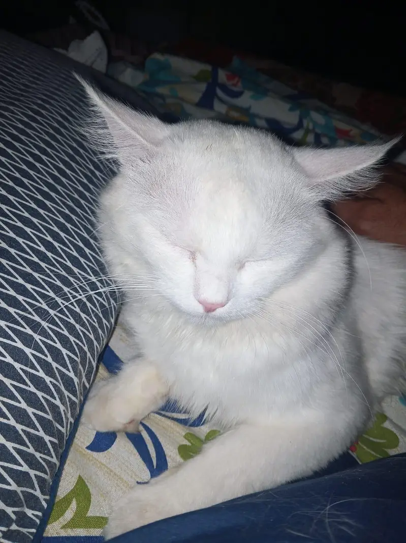 Persian cat (male) for sale — photo 11