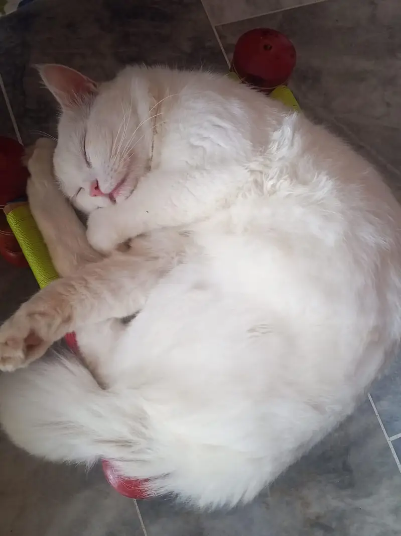 Persian cat (male) for sale — photo 12