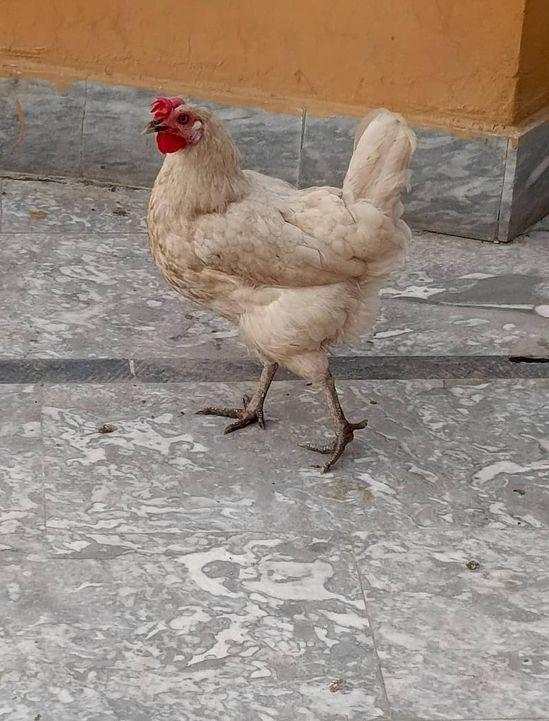 Hen white 0