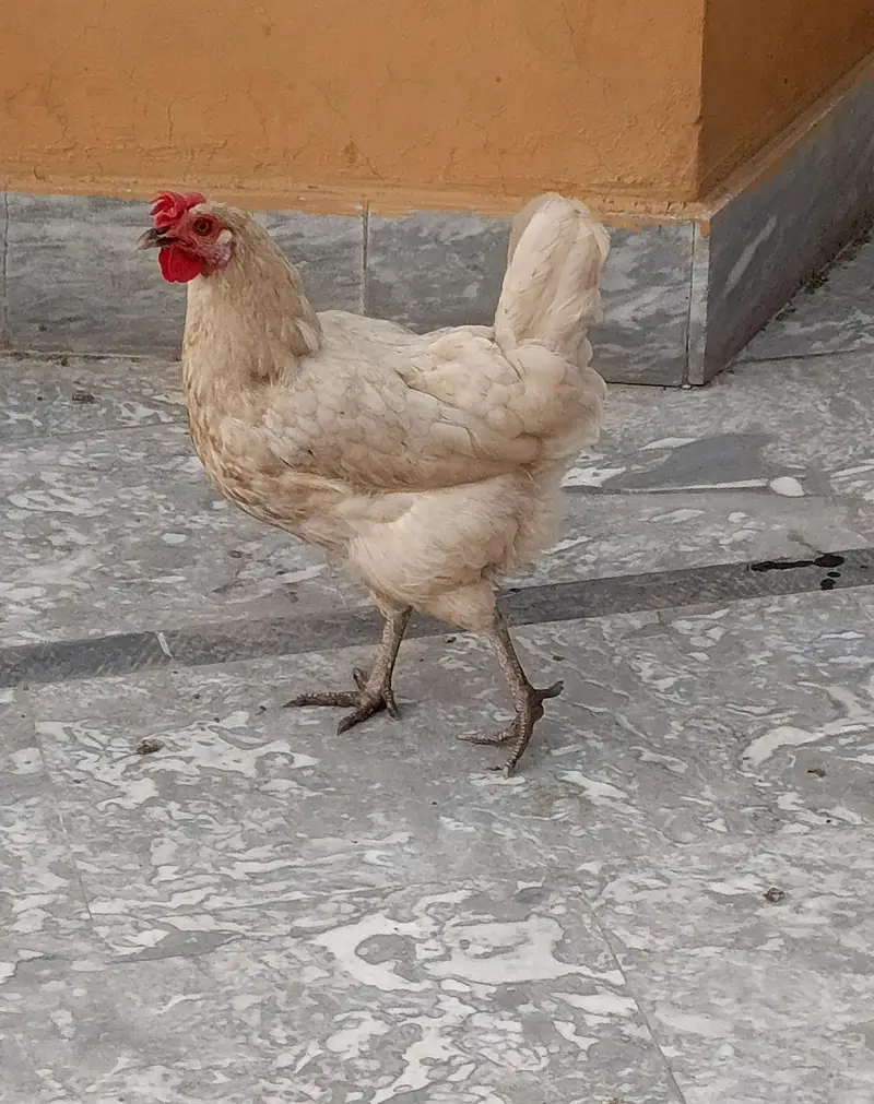 Hen white — photo 2