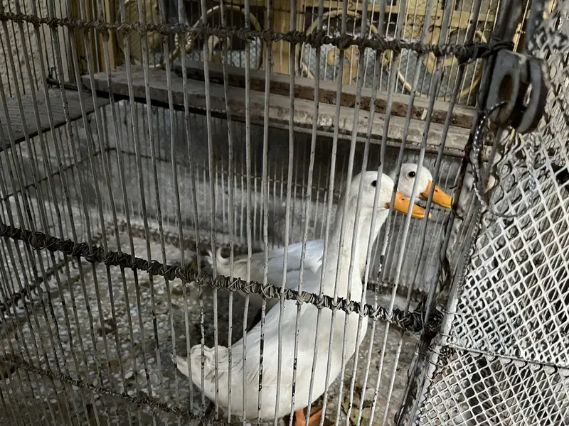 Ducks with Pinjra — photo 3