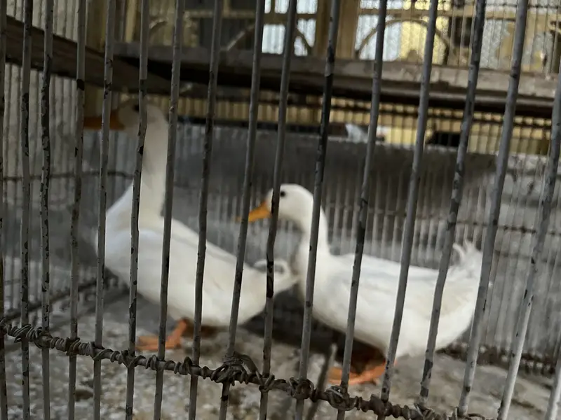Ducks with Pinjra — photo 7