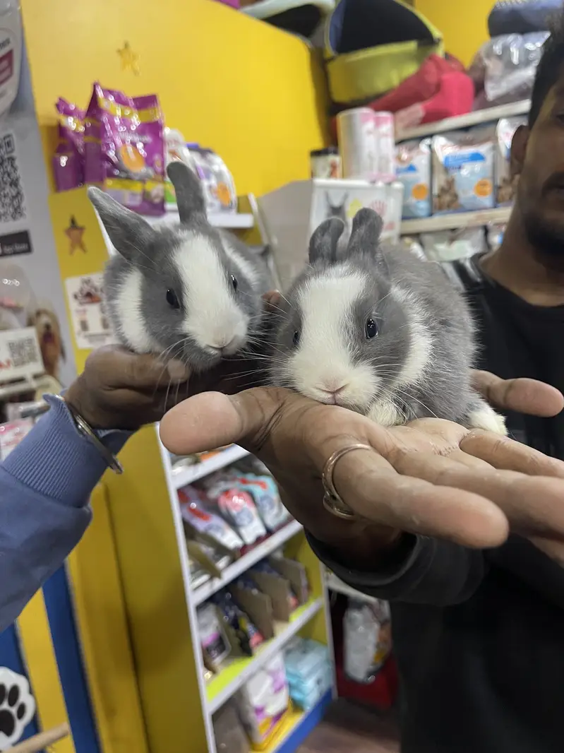 Hamsters Guinea pig rabbits iguanas reptiles — photo 6