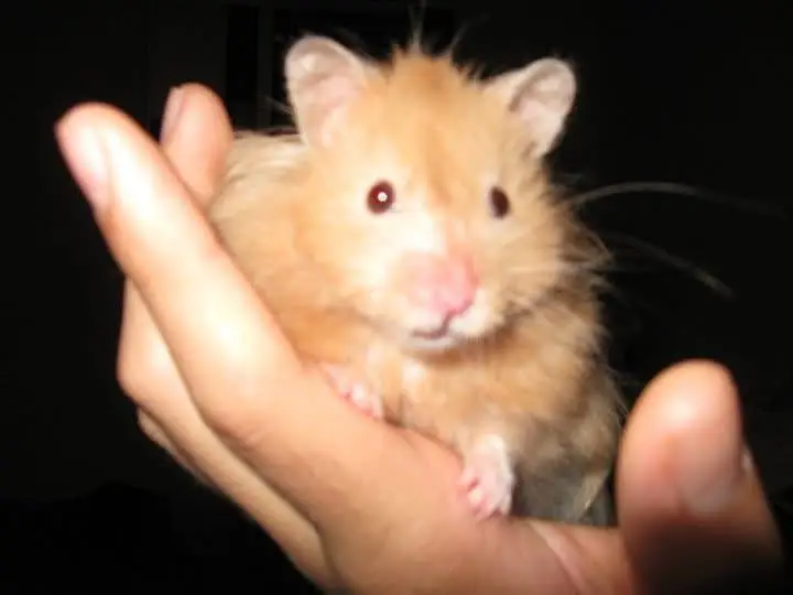 Hamsters Guinea pig rabbits iguanas reptiles — photo 7