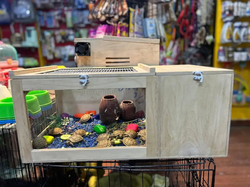 Hamsters Guinea pig rabbits iguanas reptiles — photo 8