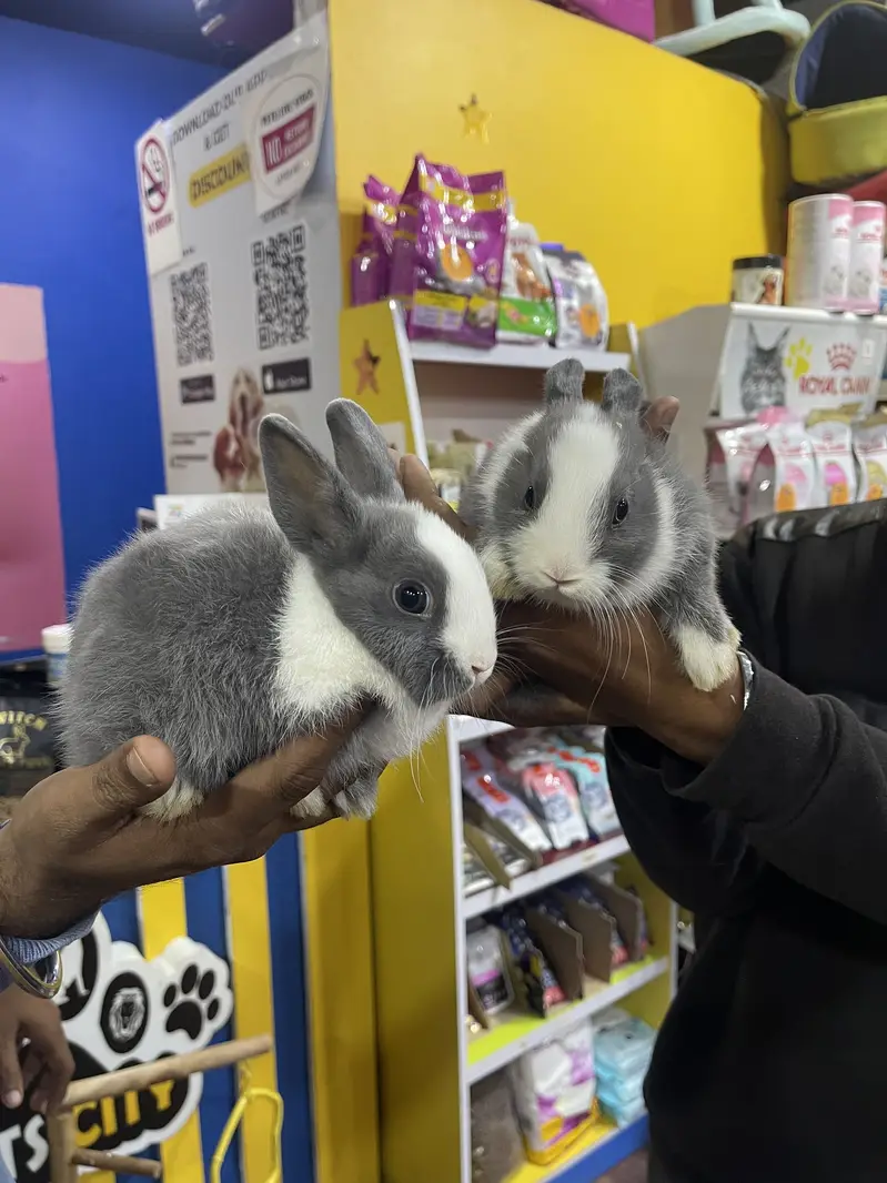 Hamsters Guinea pig rabbits iguanas reptiles — photo 9