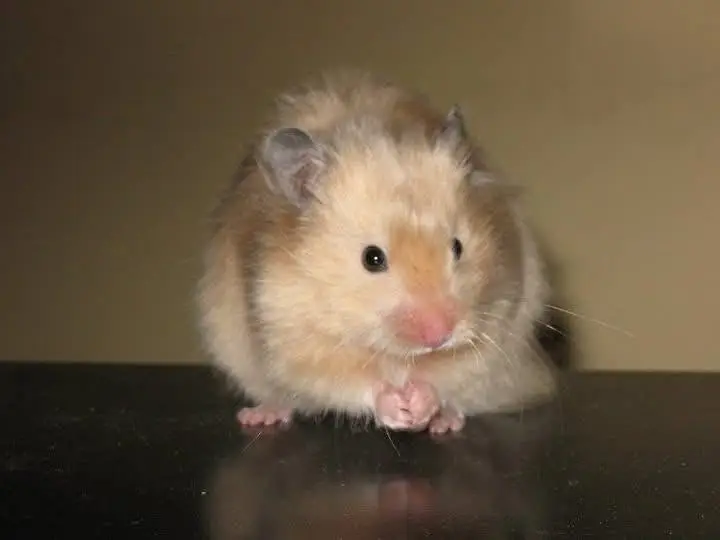 Hamsters Guinea pig rabbits iguanas reptiles — photo 10