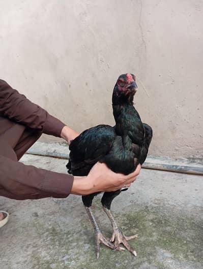 mushkil long hight aseel han(quality aseel bird)