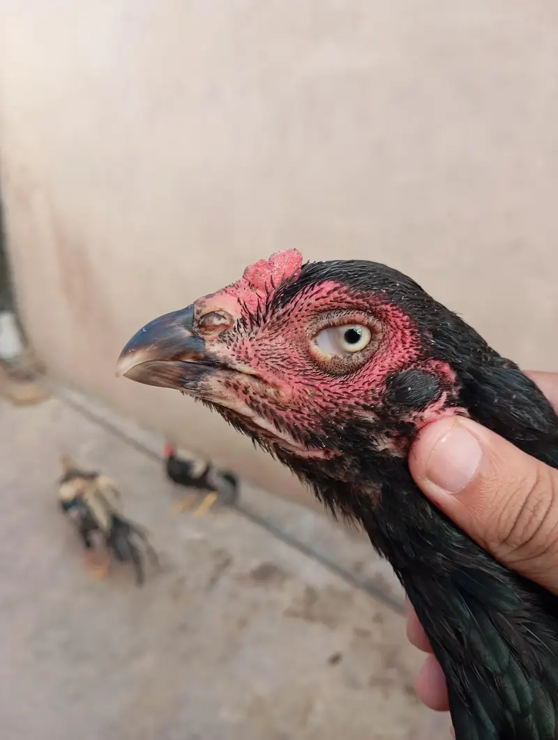 mushkil long hight aseel hen(quality aseel bird) — photo 3
