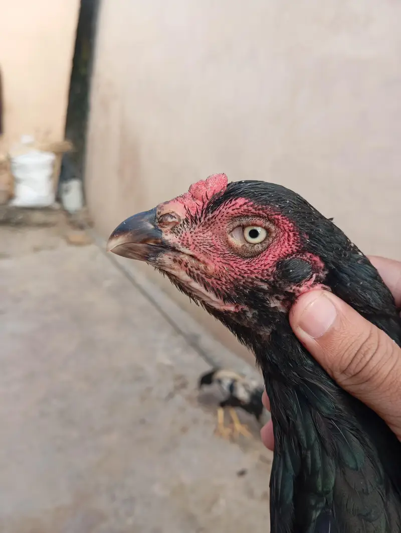mushkil long hight aseel hen(quality aseel bird) — photo 2