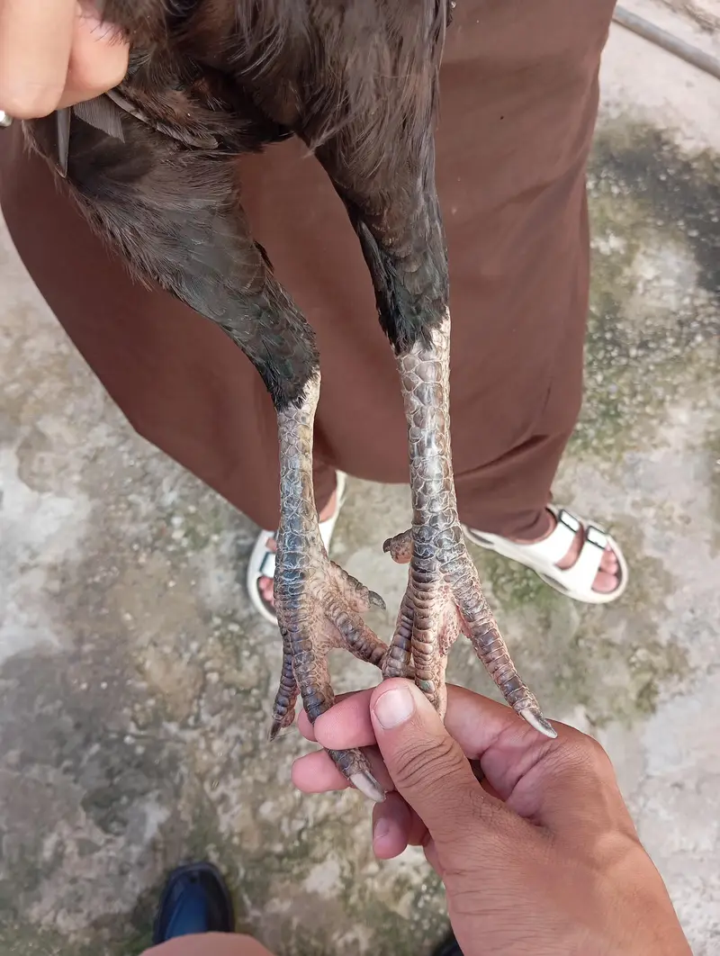 mushkil long hight aseel hen(quality aseel bird) — photo 4