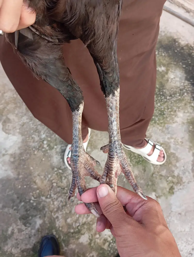 mushkil long hight aseel hen(quality aseel bird) — photo 5