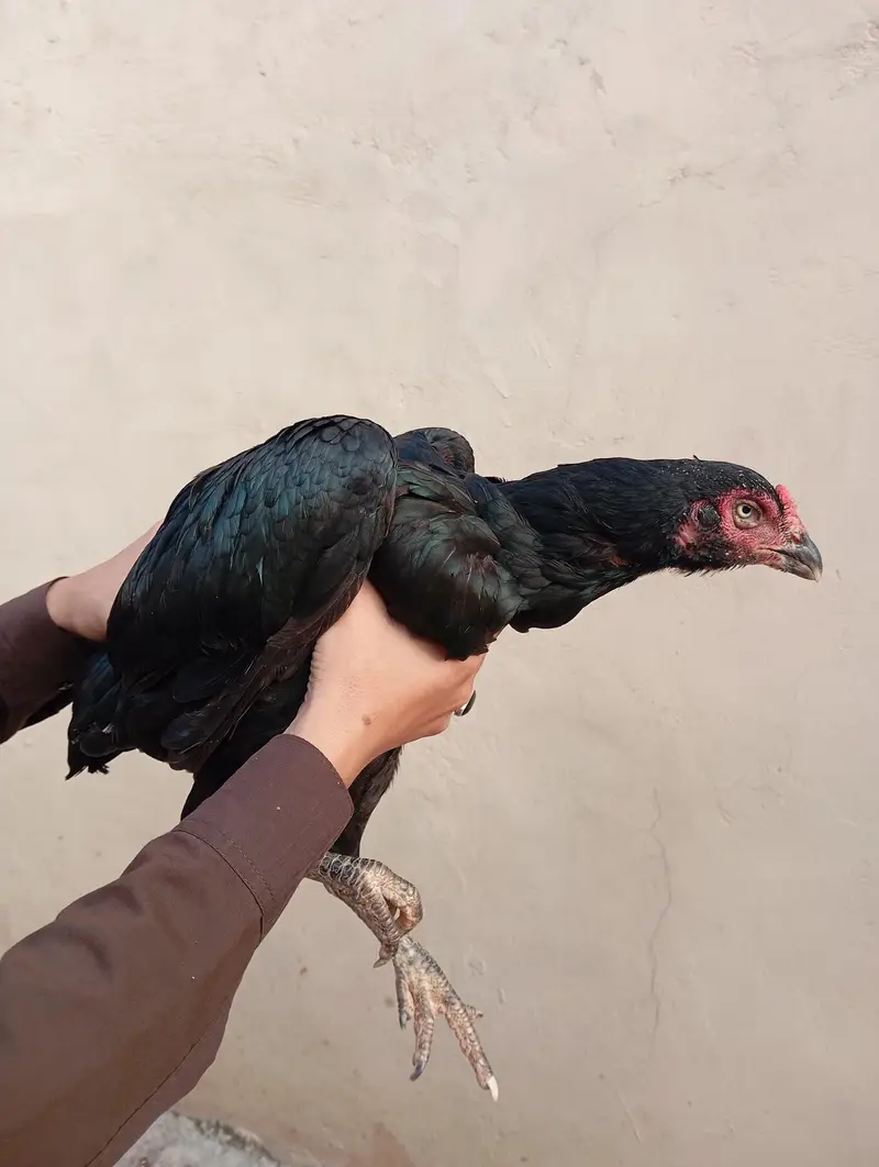 mushkil long hight aseel hen(quality aseel bird) — photo 6