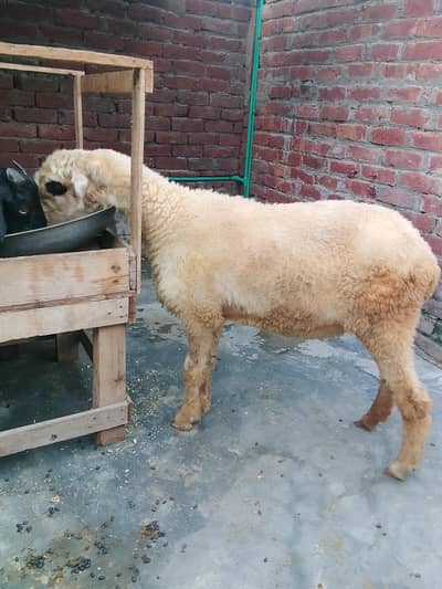 Black  bakri mundri sheep 0/3/0/2/1/7/3/6/8/2/5
