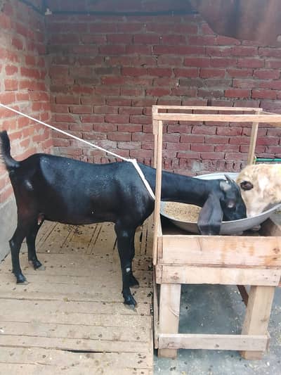 Black  bakri Gaban for sale 0/3/0/2/1/7/3/6/8/2/5