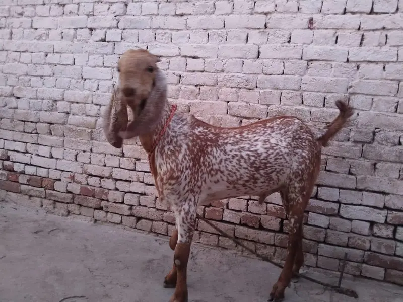 desi Bakra for Sale Mashallah Call 03490704921 — photo 2