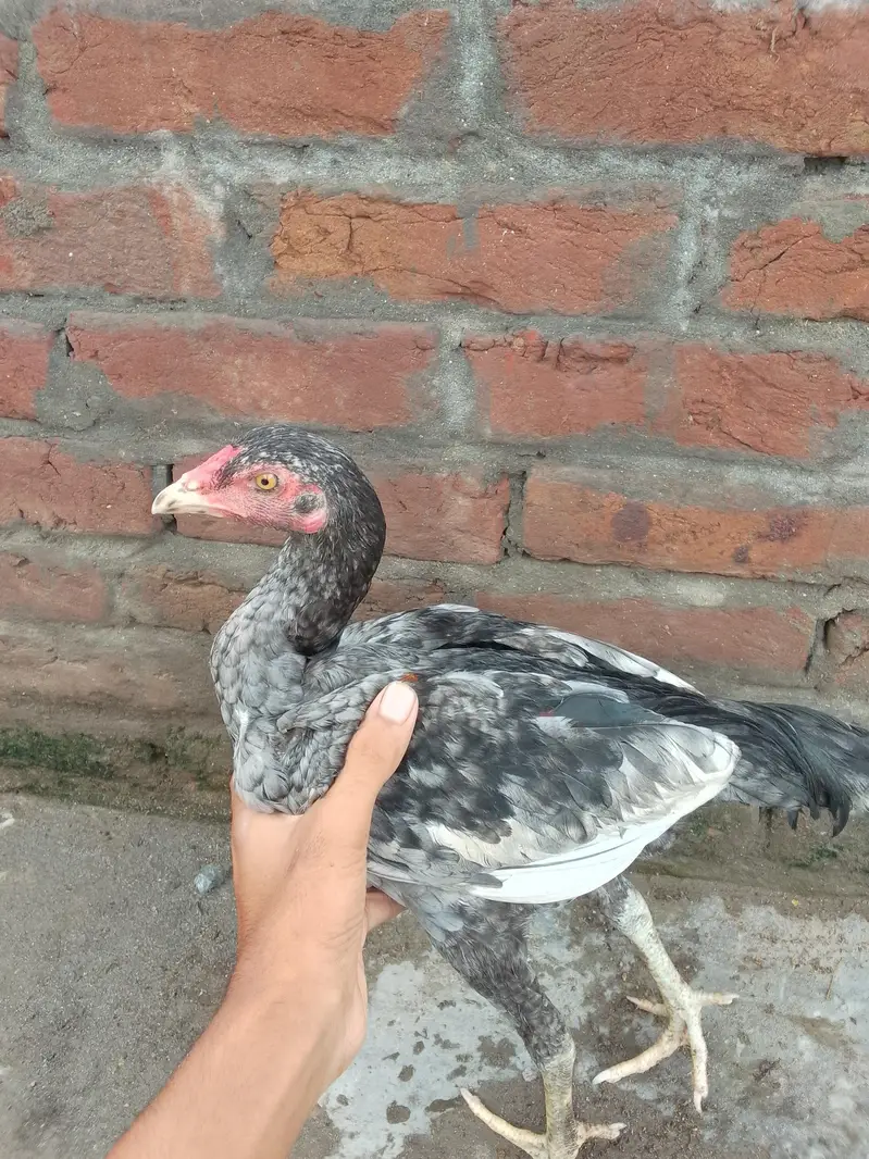 high quality chick — photo 3