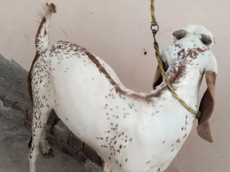 desi Bakra for Sale Call 03490704921 — photo 2