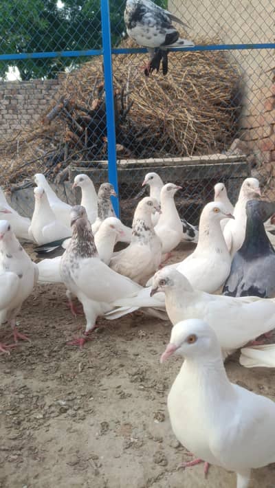 Patii wale kabooter - nevi wale kabooter - low flyer pigeon - parwazi