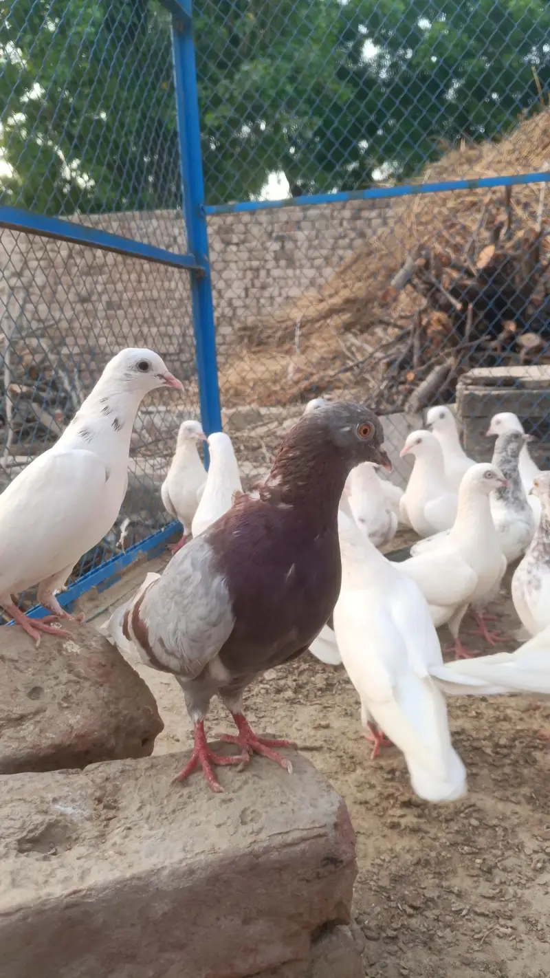 Patii wale kabooter - nevi wale kabooter - low flyer pigeon - parwazi — photo 2
