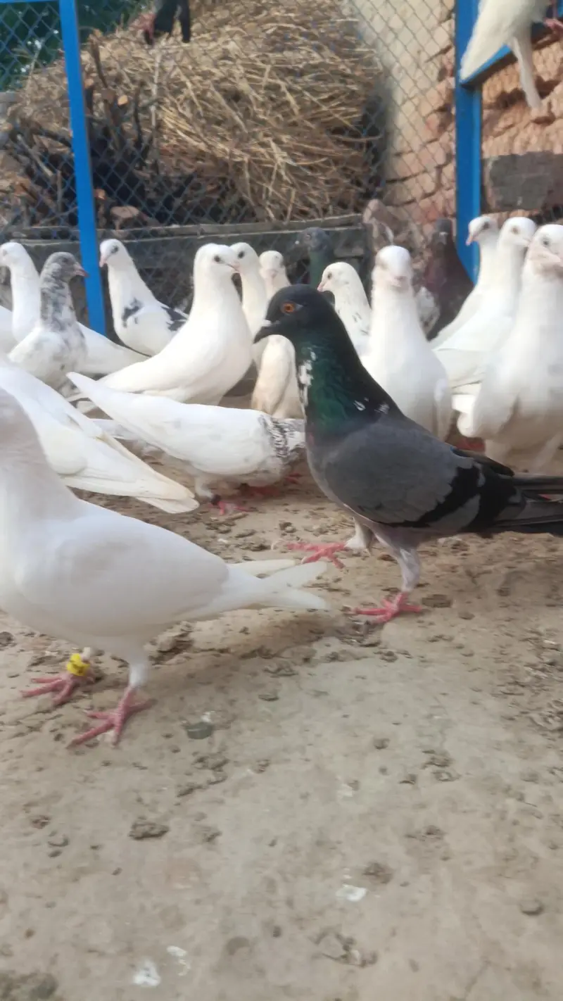 Patii wale kabooter - nevi wale kabooter - low flyer pigeon - parwazi — photo 3
