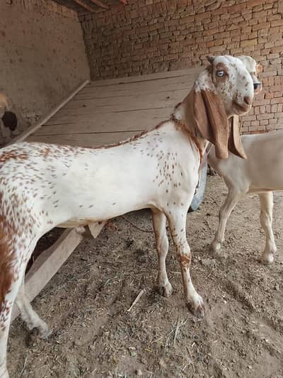 desi Bakra for Sale Mashallah Call  03242700765